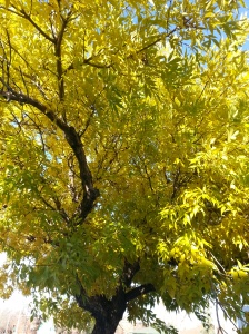 A tree in Edmonton full of fall foliage